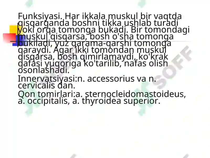 BO'YIN MUSKULLARI 4