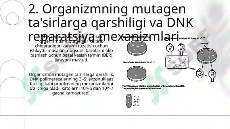 Organizmning mutagen tasiriga chidamliligi 4
