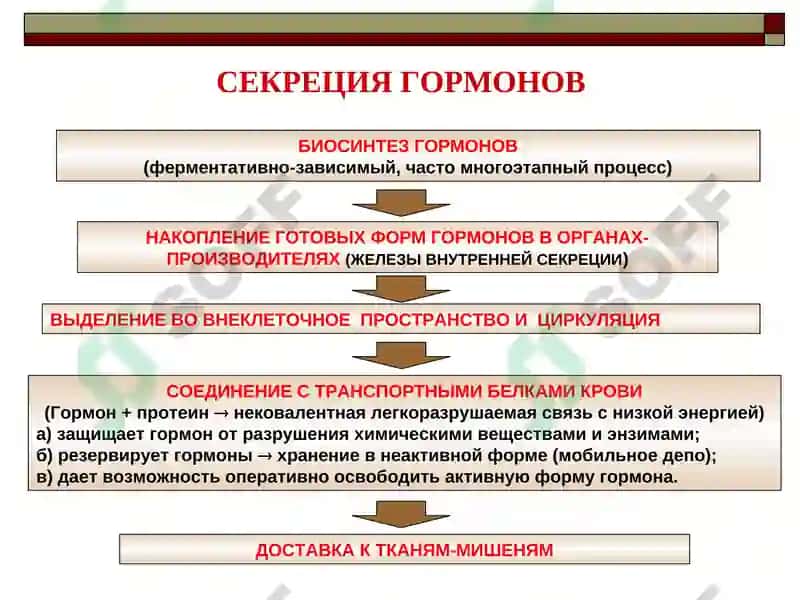 ПАТОФИЗИОЛОГИЯ ЭНДОКРИННОЙ СИСТЕМЫ 4