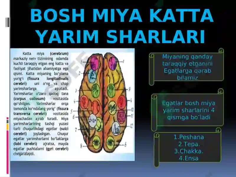 Nerv sistemasi, Bosh miya. 4