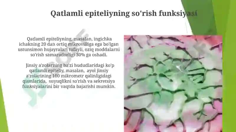 Bezli epiteliysining tuzilishi va vazifalari 4
