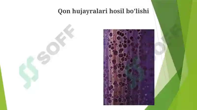 Bolalar qon yaratish anatoma fiziologik usullari 4