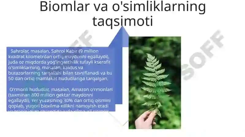 O'simliklarning turkumlari va joylashishi 4