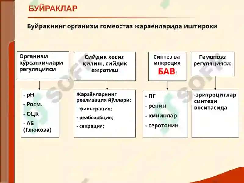 Буйрак Касалликлари 4