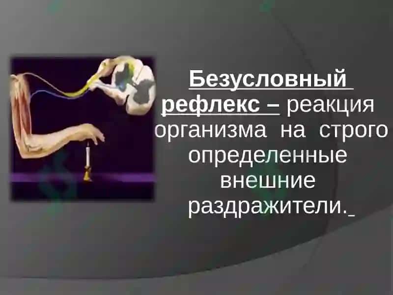 Образование и торможение условных рефлексов 4