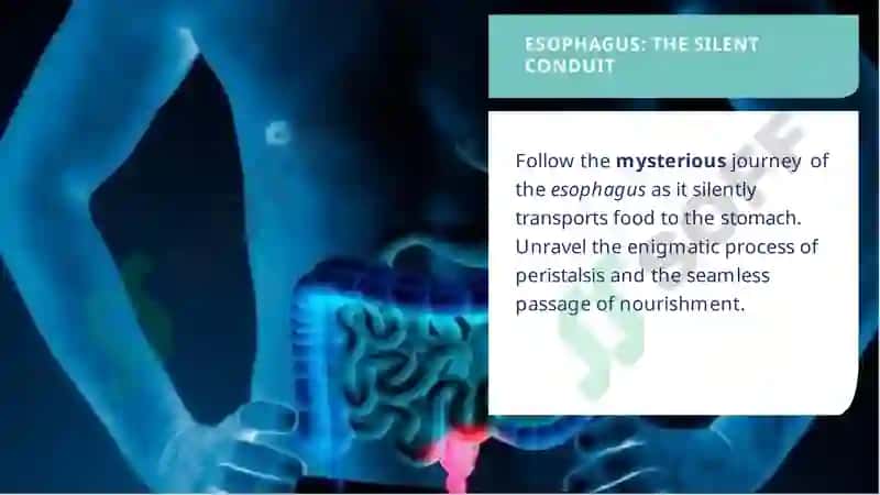 THE WONDROUS DIGESTIVE SYSTEM 4