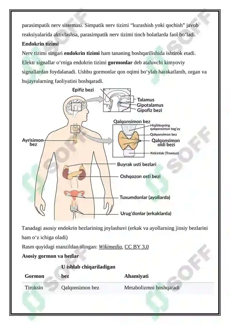 Organizmning nerv, endokrin-immun boshqariluvi 4