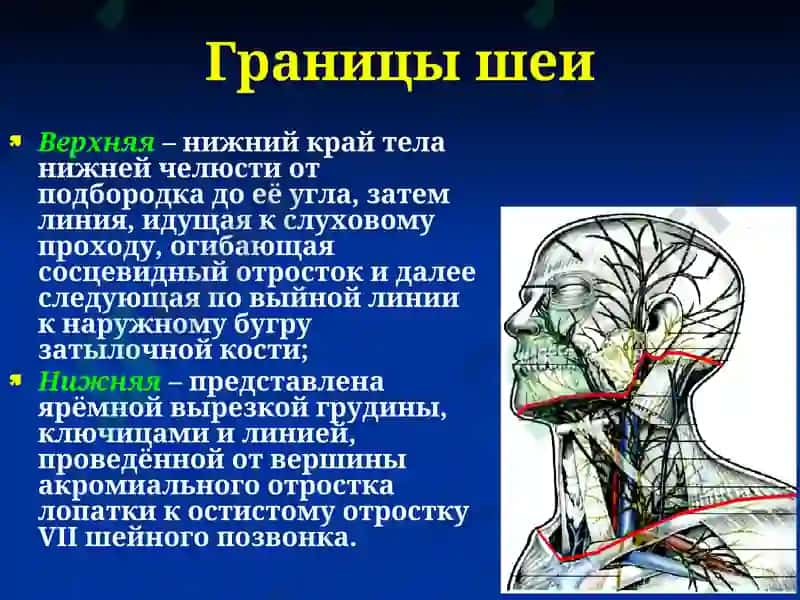 Клиническая анатомия с основами оперативной хирургии 4