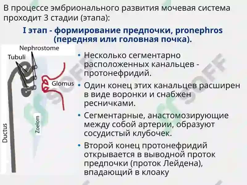 Функциональная анатомия мочеполового аппарата 4