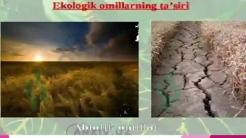 Yashash muhiti, ekologik omillar va ularga organizmlarning adaptatsiya (moslashuvi). 4
