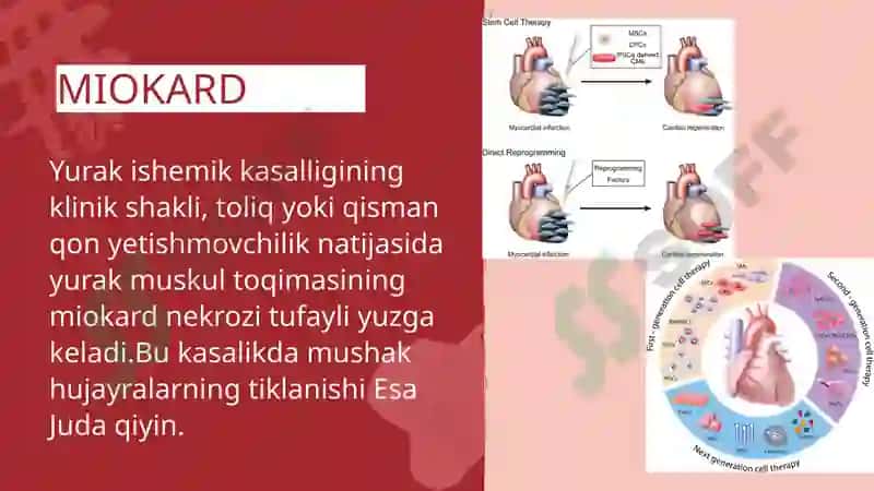 YURAK QON TOMIRLAR TIZIMIDA REGENERATOR VA KOMPENSATOR JARAYONLAR 4