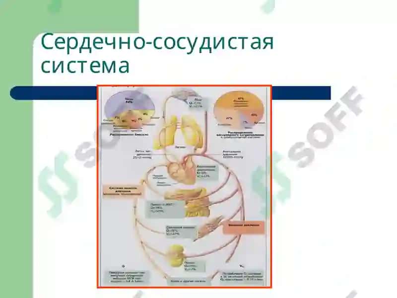 Патофизиология сердечной недостаточности 4