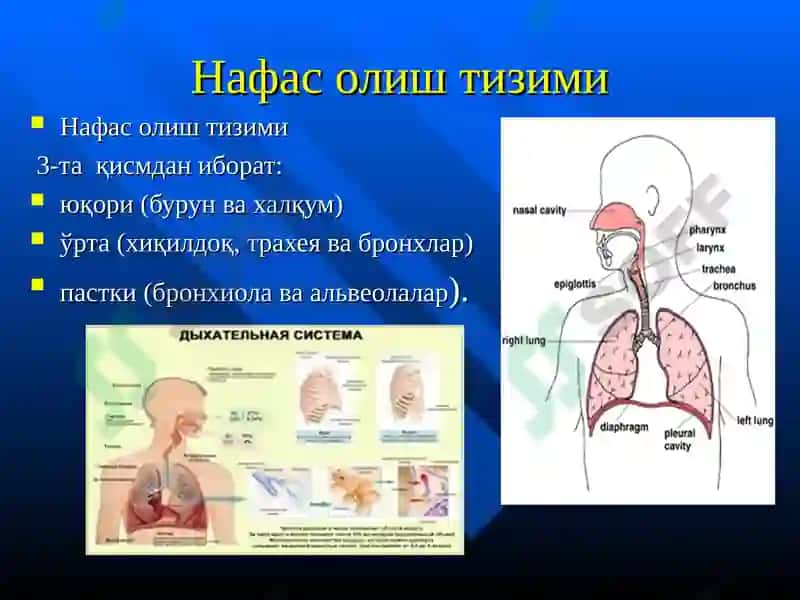 Нафас олиш тизими ва жарохатланиш 4