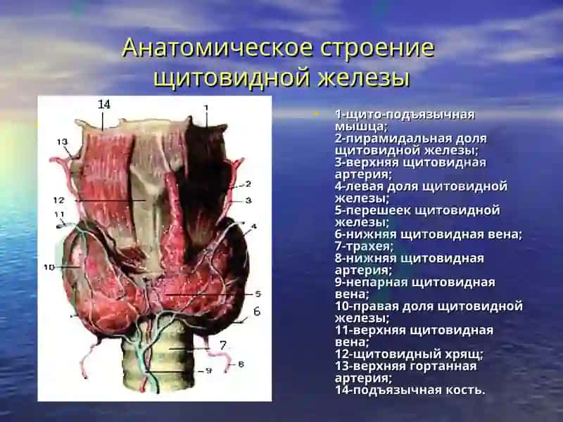 Заболевания щитовидной железы 4
