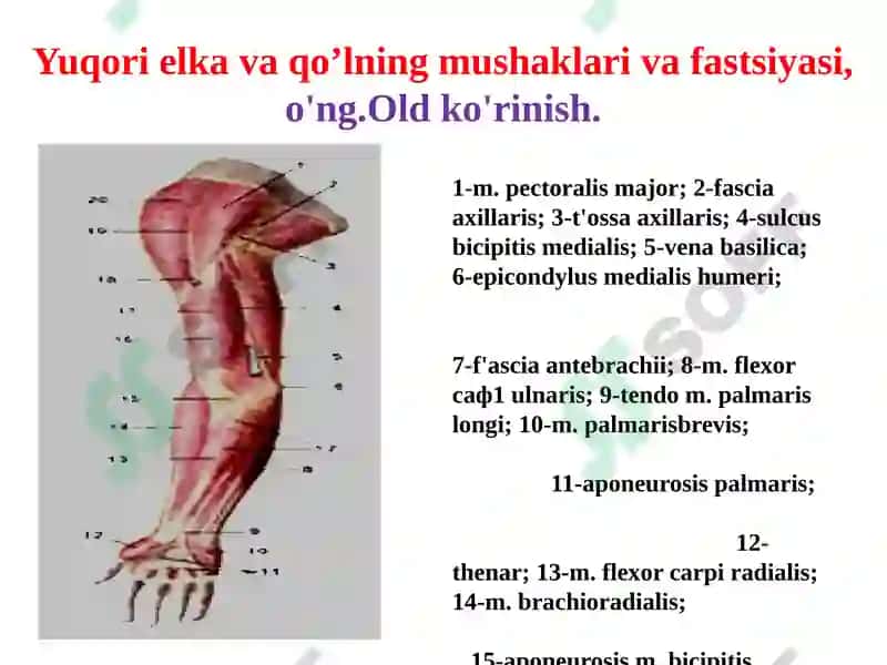 Qo‘l muskullari 4
