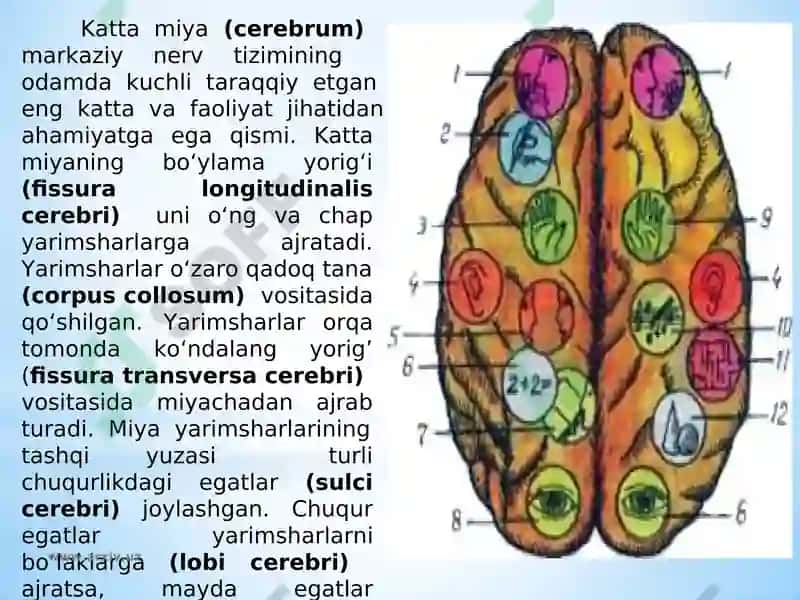 Bosh miya katta yarim sharlarining tuzilishi va fiziologiyasi 4
