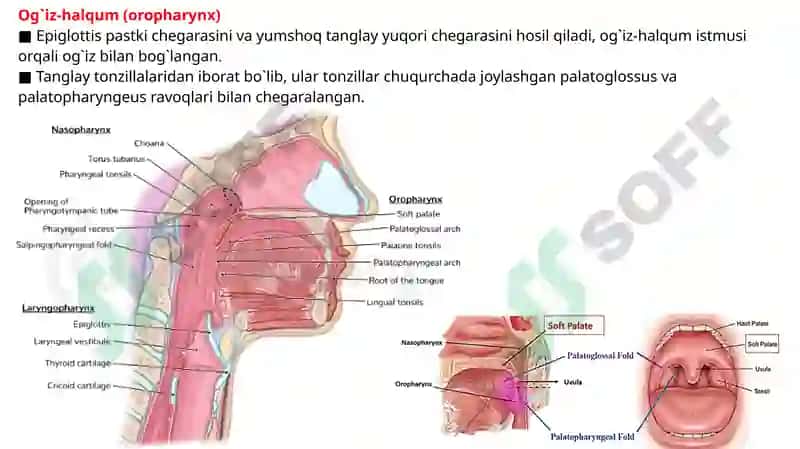 HALQUM, HALQUM QISMLARI, HALQUM INNERVATSIYASI, QON TOMIRLARI, HALQUM MUSKULLARI,   VA YUTINISH AKTI. 4
