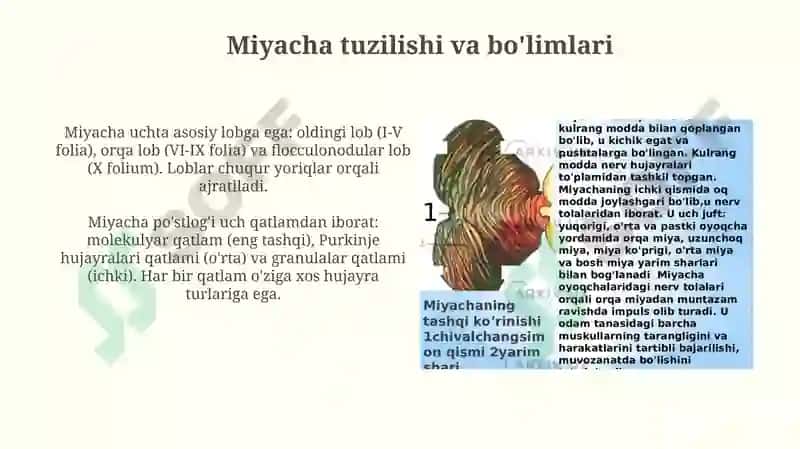 Miyachaning rivojlanish anatomiyasi 4