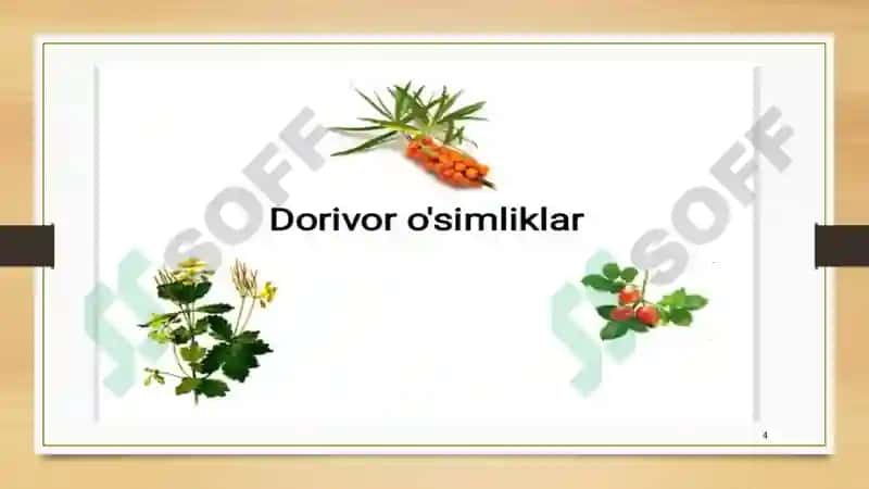Dorivor o'simliklarni biotexnologik usul bilan kôpaytirishning ilmiy asoslari 4