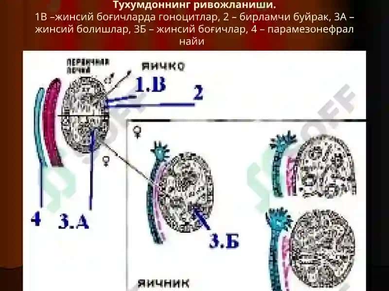 Аёллар жинсий тизими.Одам эмбриологиясининг асослари 4