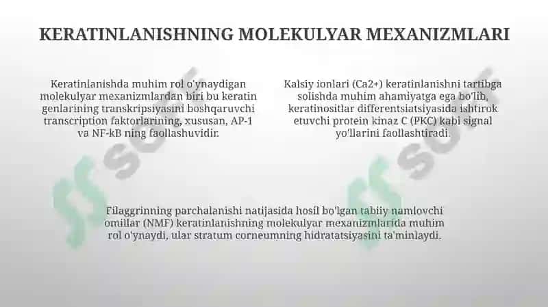 Keratinizatsiya jarayonlari haqida zamonaviy tasavvurlar 4