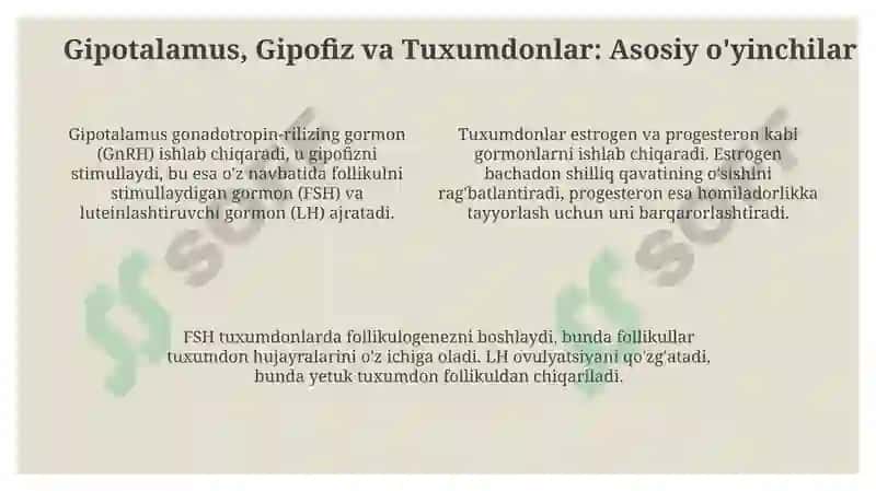 Jinsiy siklning garmonal boshqaruv mexanizmi 4
