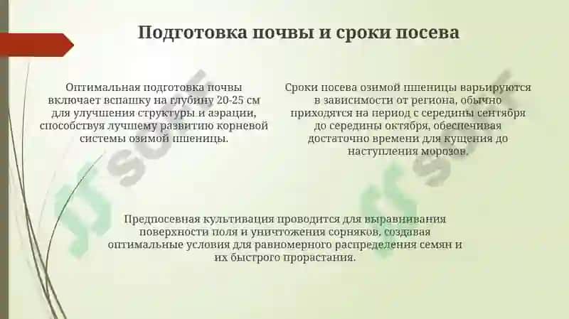 Озимая пшеница 4