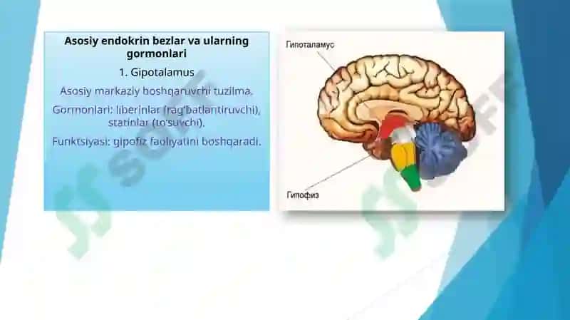 GORMONLAR VA ULARNING YOSHGA OID FUNKSIYALARI 4