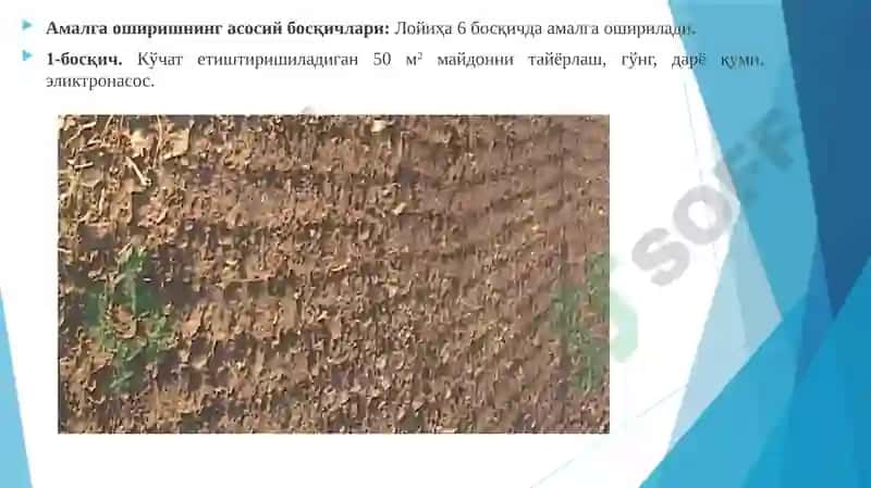 Лимонкўчатларини яшил қаламчалардан туман ҳосил қилувчи қурилмаларда етиштириш технологияси 4
