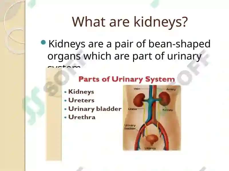Urinary system 4