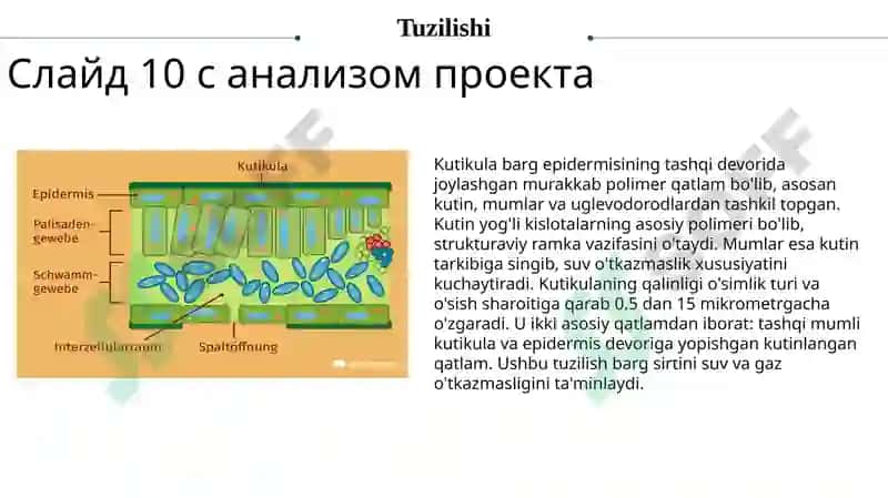 Barglarning sirtida joylashgan kutikulani aniqlash va uni himoya organi sifatida tushuntirish 4