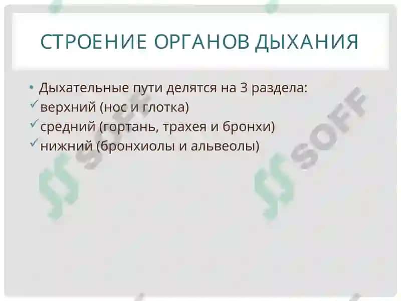 АНАТОМО-ФИЗИОЛОГИЧЕСКИЕ ОСОБЕННОСТИ ОРГАНОВ ДЫХАНИЯ У ДЕТЕЙ 4