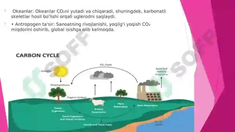 Eng muhim biogen moddalarning biogeokimyoviy sikllari 4