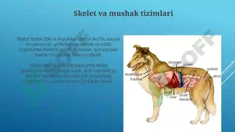 Hayvonlar anatomiyasi va fiziologiyasi 4