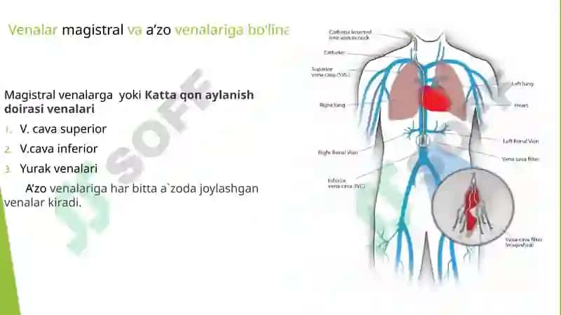 Venoz tizimining funktsional anatomiyasi 4