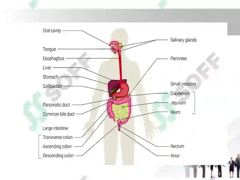 Diseases  Prevention Strategies Presentation. Digestive System. 4