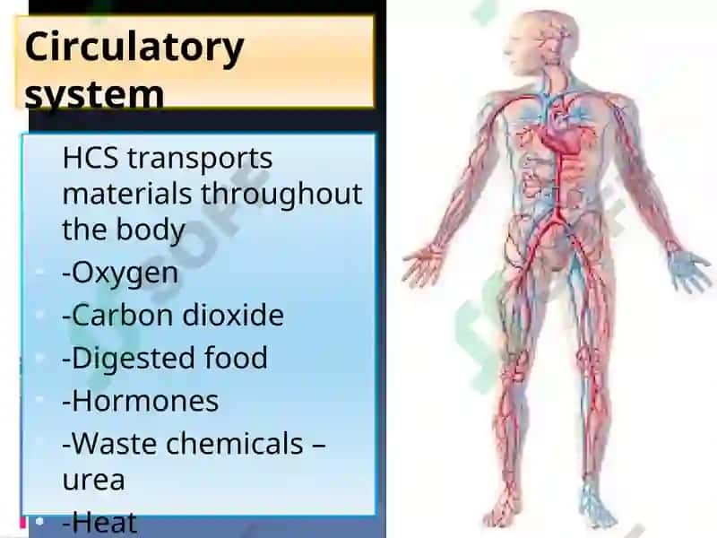 Circulatory System Presentation 4