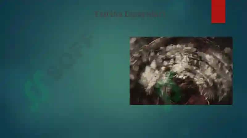 Eksperimental psixologiya 4