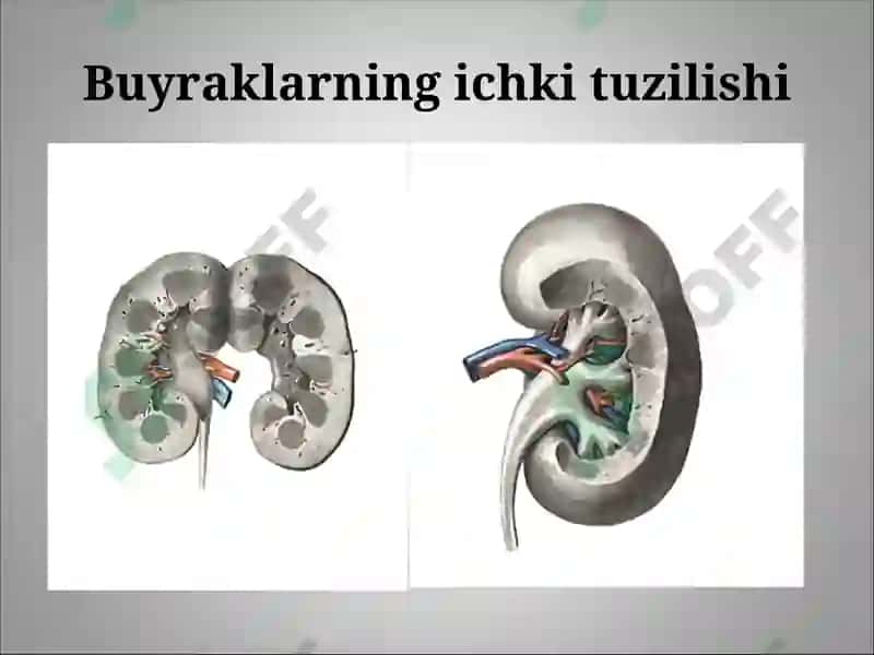 Buyraklar 4