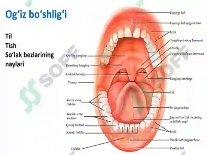 Yoshlar fiziologiyasi va gigiyena 4