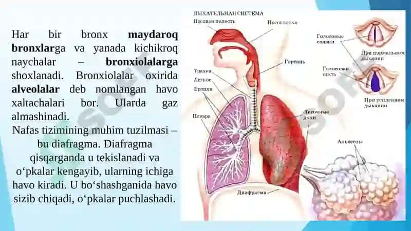 NAFAS OLISH ORGANLARINING TUZILISHI 4