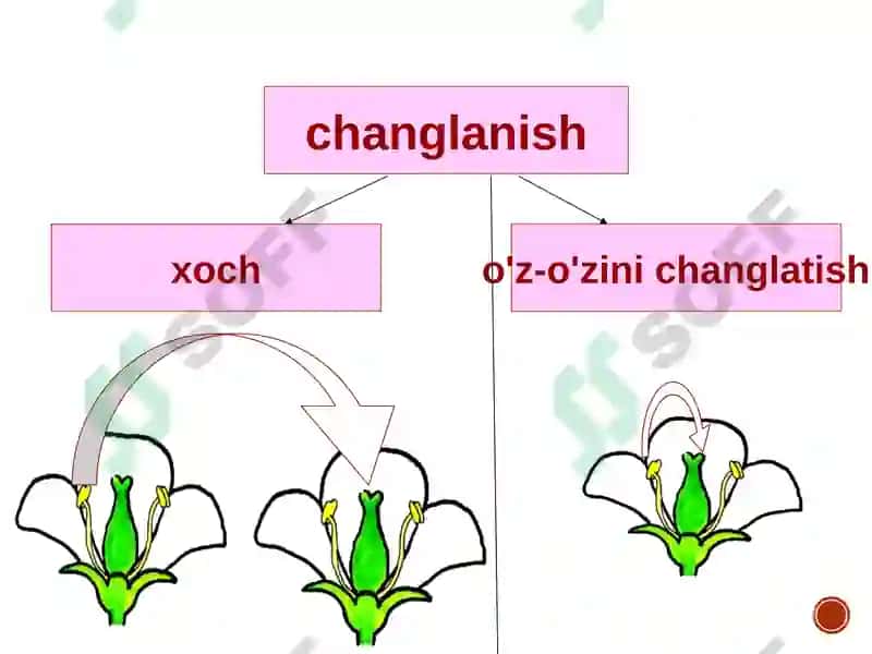 Oʼsimliklarning changlanishi 4