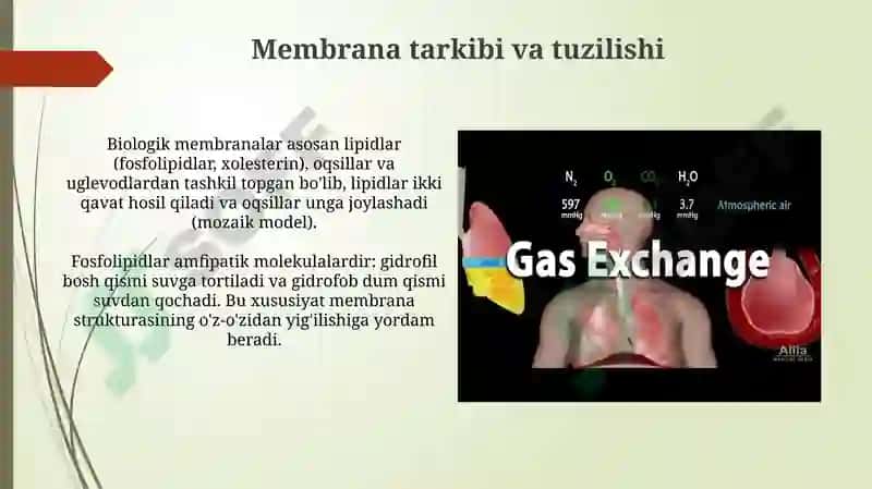 Biologik membrana tuzilishi 4