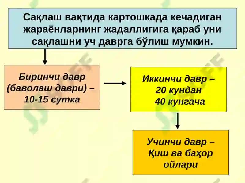 Картошка ва полиз маҳсулотларини сақлаш технологияси 4