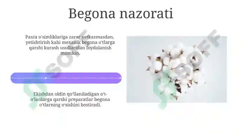 Paxta qòzichoq 4