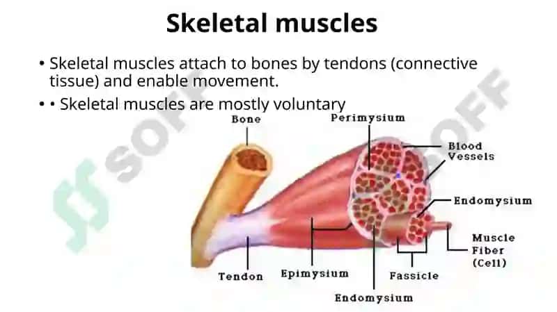 Muscular system of human being 4