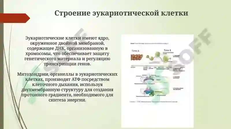 Эукариотлар 4