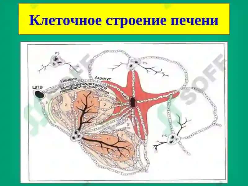 Хирургические заболевания печени 4