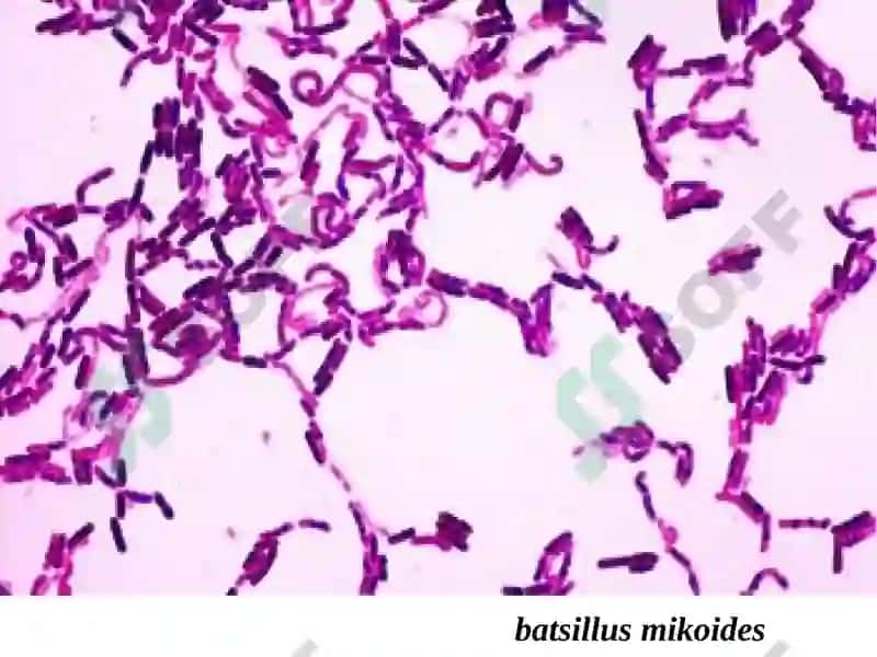 13-MA’RUZA.DON VA DON MAHSULOTLARININGMIKROBIOLOGIYASI 4