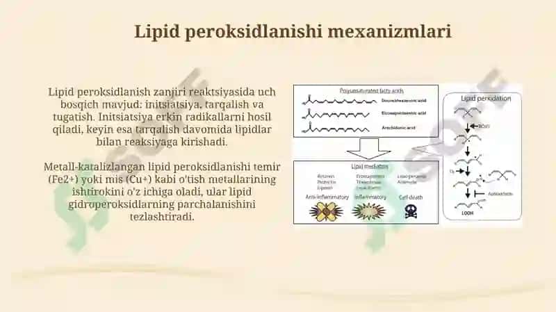 Lipid peroksidlanishi va hujayra shikastlanishi patogenizadagi ahamiyati 4